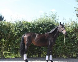 Zuchtstute Cindy (Luxemburgisches Reitpferd, 2007, von Creve Coeur)