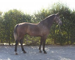 Springpferd Denzel de Bornival (Belgium Sporthorse, 2009)