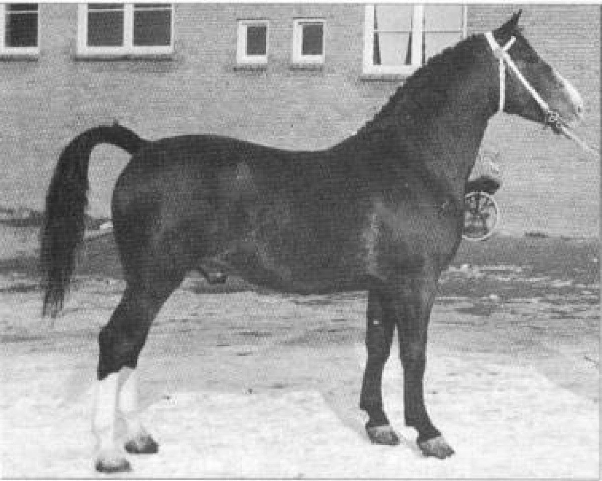 stallion Olaf van Wittenstein (Gelderland, 1950, from L'Invasion AN)