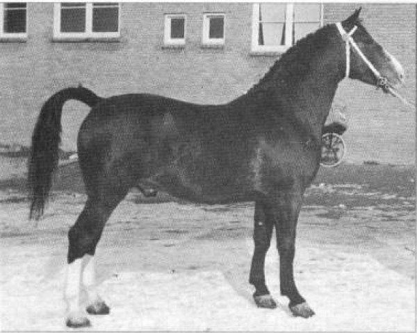 stallion Olaf van Wittenstein (Gelderland, 1950, from L'Invasion AN)