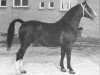 stallion Olaf van Wittenstein (Gelderland, 1950, from L'Invasion AN)