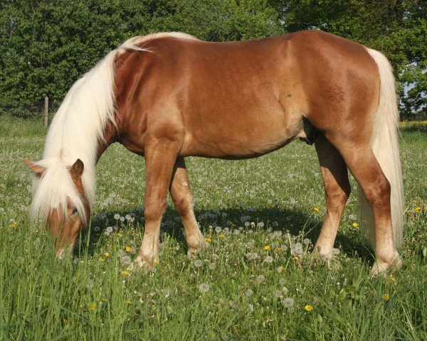Pferd Saveiro (Haflinger, 2012)