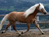 stallion Minos (Haflinger, 2003, from Maestro)