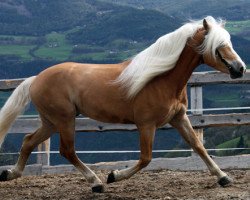 stallion Minos (Haflinger, 2003, from Maestro)