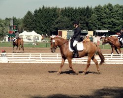 Dressurpferd Manhattan (Haflinger-Mix, 2005)