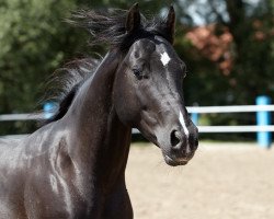 Pferd Rustys Lil Dreamer (Appaloosa, 2009, von Cherrys Colonel)