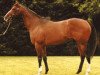 stallion Tagula xx (Thoroughbred, 1993, from Taufan xx)