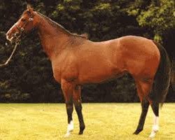 stallion Tagula xx (Thoroughbred, 1993, from Taufan xx)