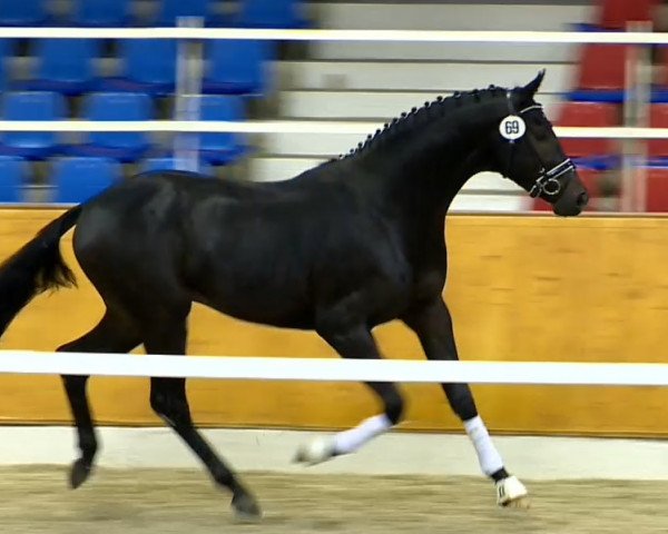 dressage horse Scirocco (Oldenburg, 2012, from Self made)