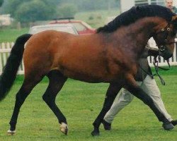 Pferd Fijal Maestro (New-Forest-Pony, 1989, von Iceberg)