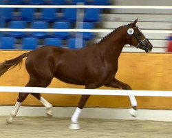 dressage horse Quarand (Hanoverian, 2012, from Quaterback)