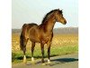stallion Ashley Aristocrat (New Forest Pony, 1987, from Beechwood Comet)