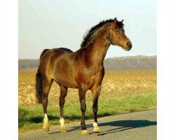 Deckhengst Ashley Aristocrat (New-Forest-Pony, 1987, von Beechwood Comet)