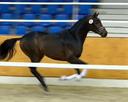 dressage horse Hengst von Fürstenball (Hanoverian, 2012, from Fürstenball)