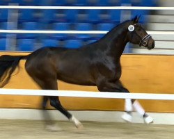 dressage horse Hengst von Fidertanz (Oldenburg, 2012, from Fidertanz)