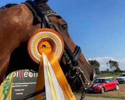 dressage horse Sunny Soul (KWPN (Royal Dutch Sporthorse), 2008, from Spielberg)