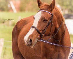 horse Ginger Ale 36 (Hanoverian, 1991, from Grosso Z)