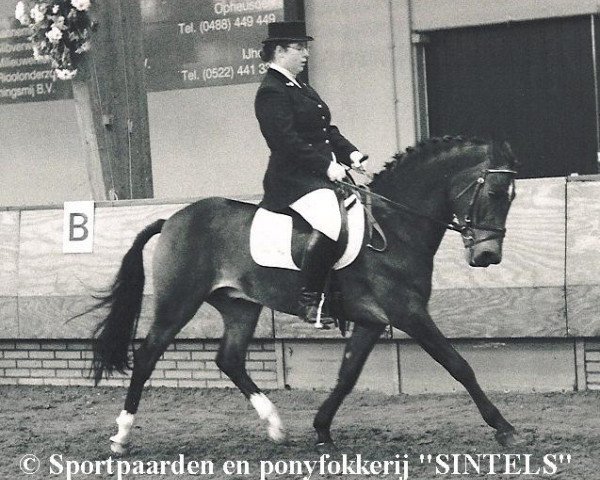 Deckhengst Oosterbroek Yago (New-Forest-Pony, 1981, von De Ridderslag Carlo)