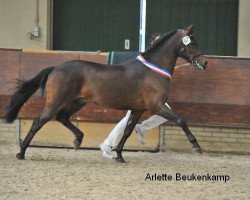 stallion Vivienne's Vision of Freedom (New Forest Pony, 1998, from Aladin)