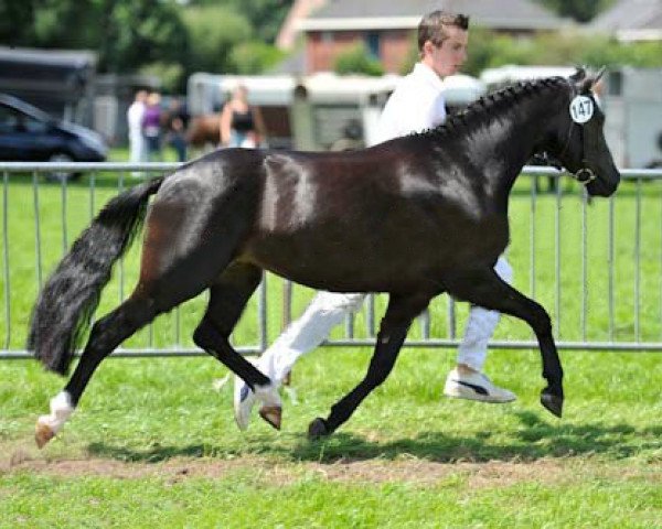 Zuchtstute O'Dyssee D.J. (New-Forest-Pony, 2009, von Paddington's O'Malley)