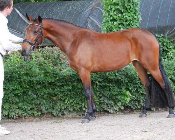 Zuchtstute Hoppenhof's Mandy (New-Forest-Pony, 2010, von Hoppenhof's Shardon)