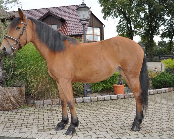 Zuchtstute Raja (Schweres Warmblut, 2009, von Nino de Angelo (9,375% ox))