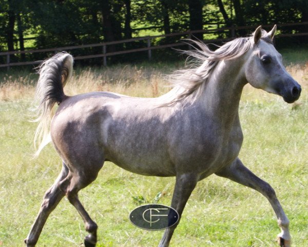 stallion Jenisseij ox (Arabian thoroughbred, 2006, from WH Justice ox)
