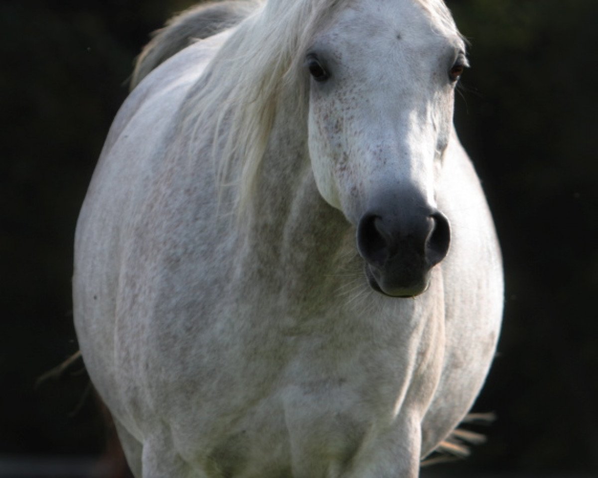 broodmare Metallica ox (Arabian purebred, 2005, from Khidar ox)