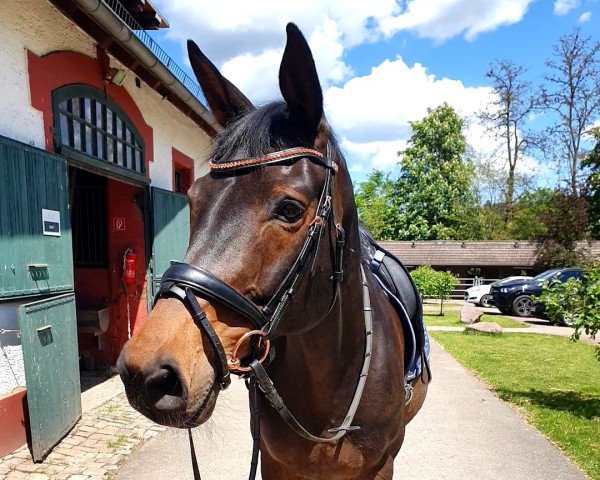 dressage horse Kaiserdame (Zweibrücken, 2008, from Kaiserkult TSF)