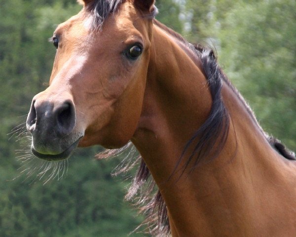 broodmare Menina ox (Arabian thoroughbred, 1990, from Menes 1977 ox)