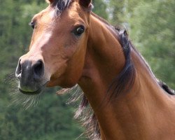 broodmare Menina ox (Arabian thoroughbred, 1990, from Menes 1977 ox)