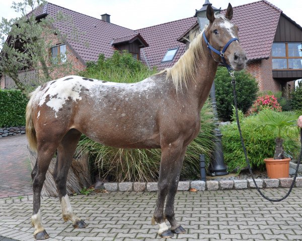 Pferd Orhana (Appaloosa, 2010)