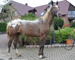 horse Orhana (Appaloosa, 2010)