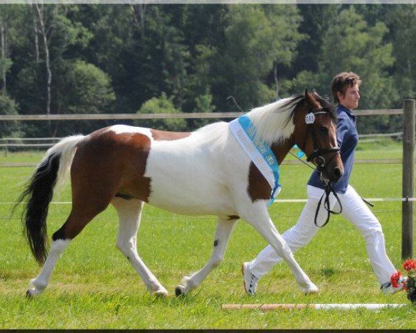 broodmare Samira (Lewitzer, 2010, from Pares von Lauterbach)