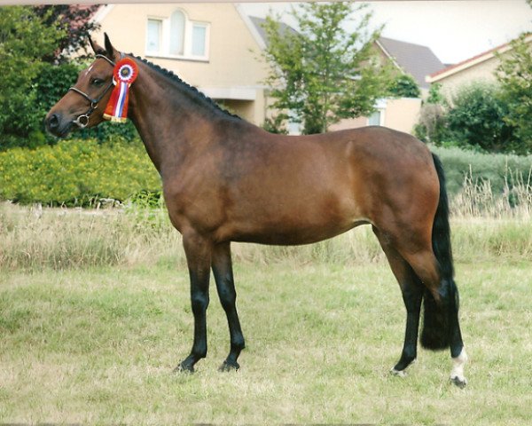 broodmare Manja (New Forest Pony, 2002, from Brummerhoeve's Boss)