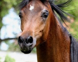 stallion VA Valentino ox (Arabian thoroughbred, 2013, from Teymur B ox)