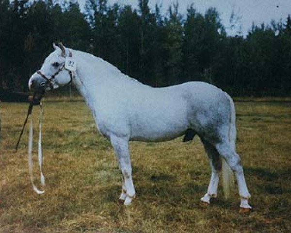 Deckhengst Fritham Gay Cloud (New-Forest-Pony, 1964, von Mockbeggar Freddie)
