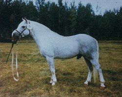 stallion Fritham Gay Cloud (New Forest Pony, 1964, from Mockbeggar Freddie)