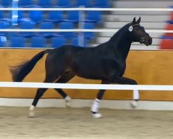 dressage horse Hengst von Fürst Romancier (Oldenburg, 2012, from Fürst Romancier)