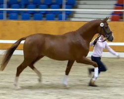 dressage horse Hengst von Fürst Piccolo (Westphalian, 2012, from Fürst Piccolo)