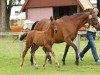 jumper Lady Stalypsia LM (Hanoverian, 2014, from Stalypso)