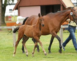 jumper Lady Stalypsia LM (Hanoverian, 2014, from Stalypso)