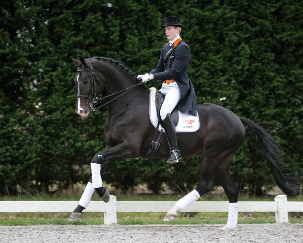 Deckhengst Rhodium (KWPN (Niederländisches Warmblut), 1998, von Ferro)
