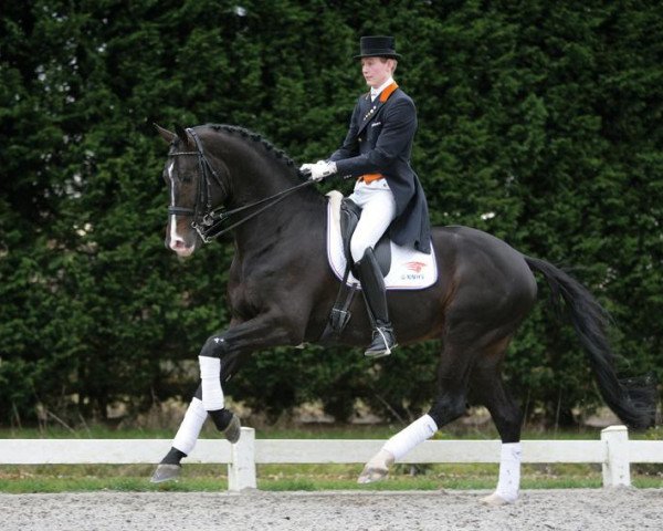 stallion Rhodium (KWPN (Royal Dutch Sporthorse), 1998, from Ferro)