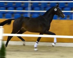 Dressurpferd Harros (KWPN (Niederländisches Warmblut), 2012, von Bretton Woods)