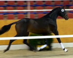 dressage horse Hengst von Bretton Woods (KWPN (Royal Dutch Sporthorse), 2012, from Bretton Woods)