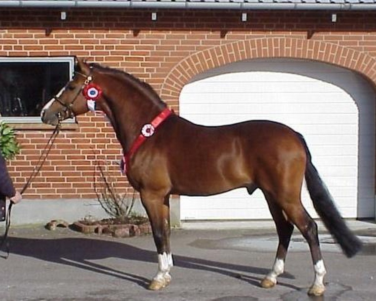 stallion Zwavo's Suprise (New Forest Pony, 1996, from Marnehoeve's Everest)