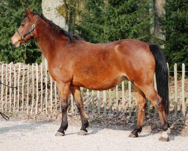 Zuchtstute Ledie (New-Forest-Pony, 1991, von Kantje's Ronaldo)