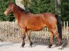 Zuchtstute Ledie (New-Forest-Pony, 1991, von Kantje's Ronaldo)