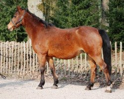 Zuchtstute Ledie (New-Forest-Pony, 1991, von Kantje's Ronaldo)